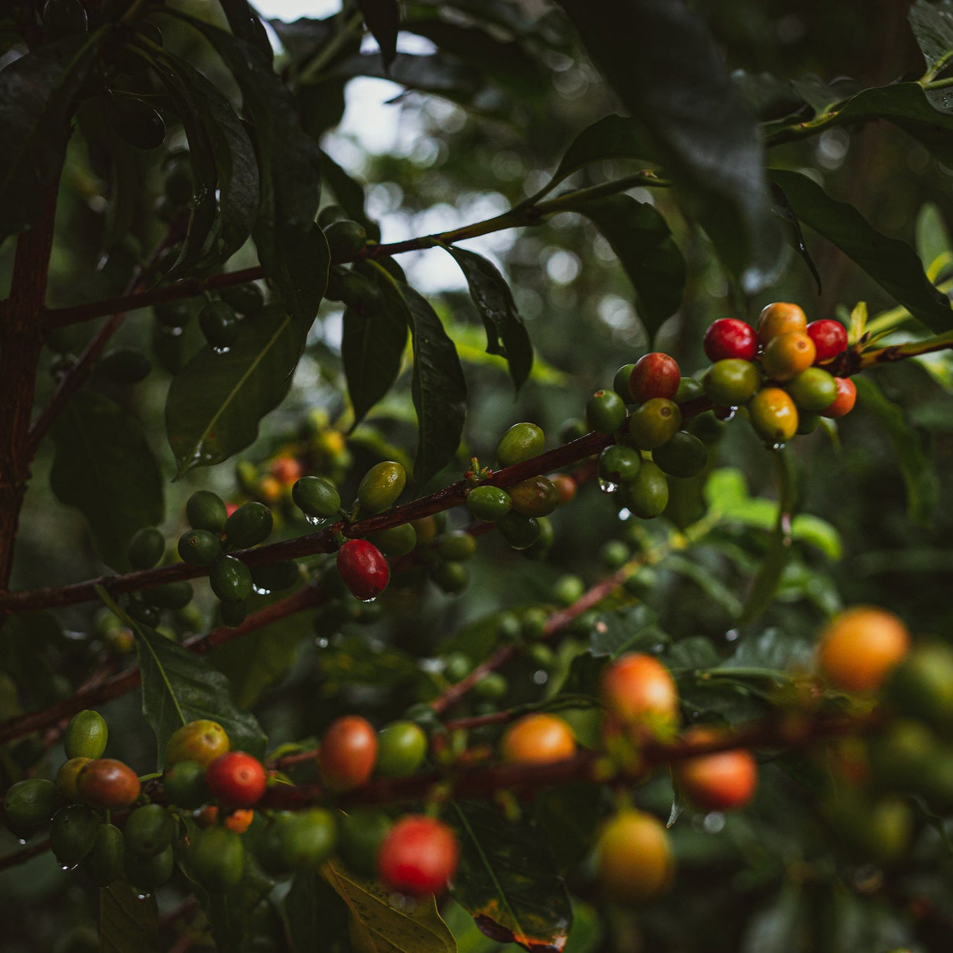 Café-Organico-Kotantik-Chiapas-Origenes