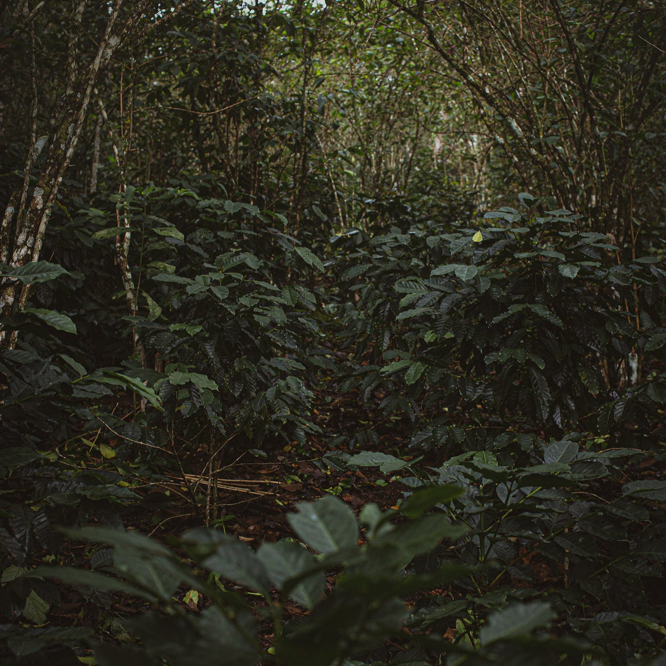 Cafe-Organico-Kotantik-Chiapas-Origenes